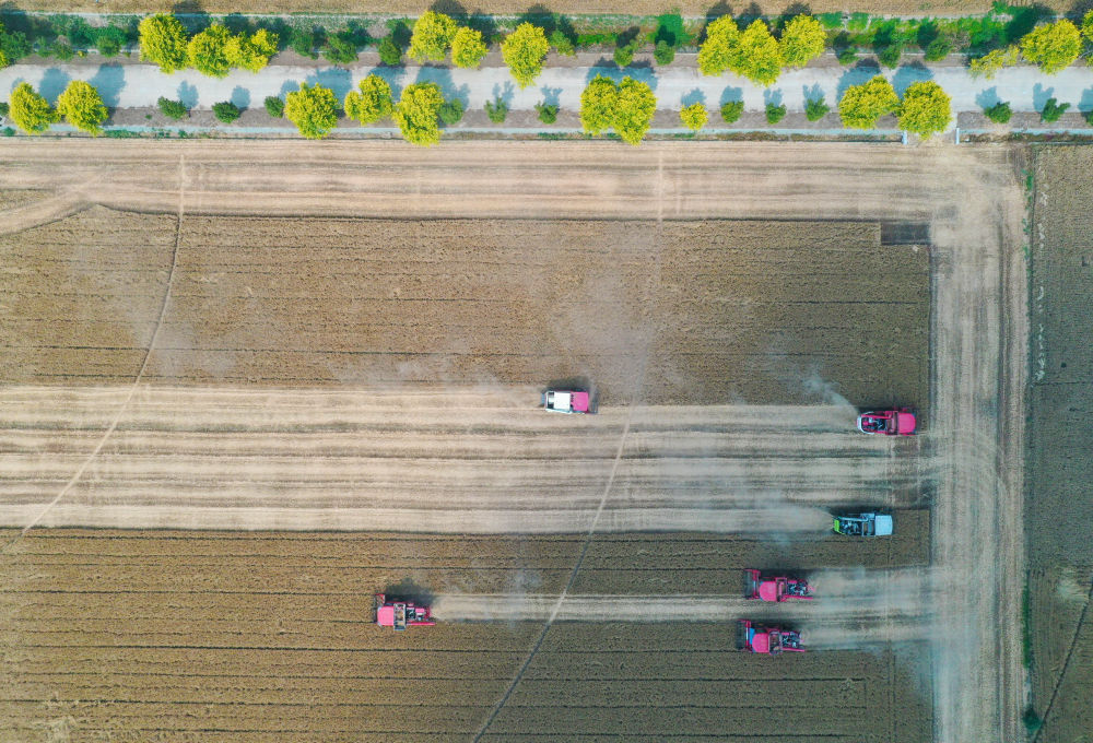 “三夏”生产一线观察｜田间好“丰”景 夏收正当时(图6)