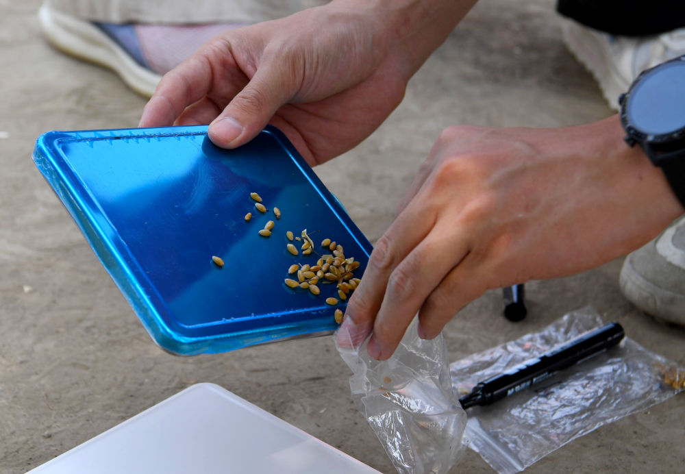 “三夏”生产一线观察｜田间好“丰”景 夏收正当时(图8)