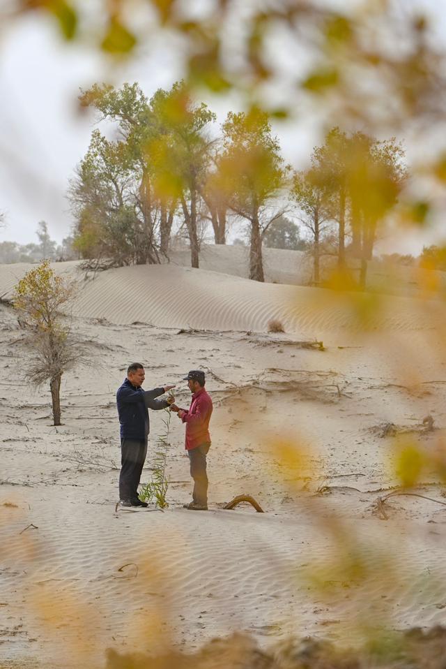 潮涌新疆70年 沙海新绿：生态输水造沙漠“绿色长廊”(图10)