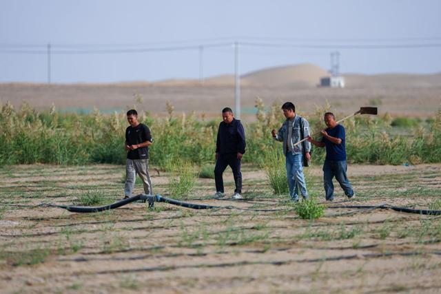 潮涌新疆70年 沙海新绿：生态输水造沙漠“绿色长廊”(图13)