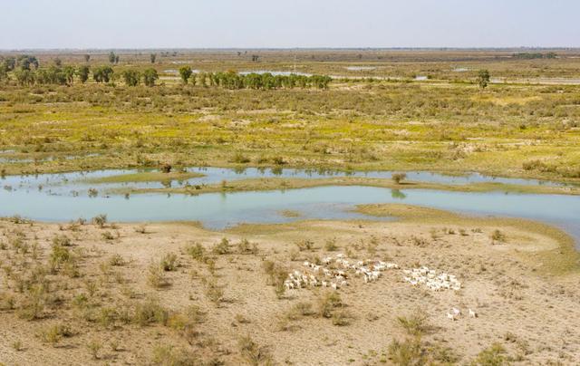 潮涌新疆70年 沙海新绿：生态输水造沙漠“绿色长廊”(图22)